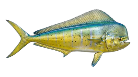 Pompano Dolphinfish