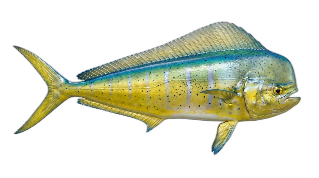 Pompano Dolphinfish