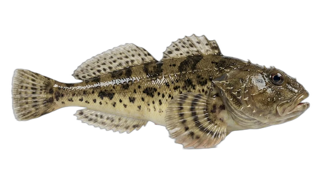 Prickly Sculpin