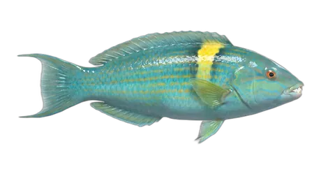 Puddingwife Wrasse