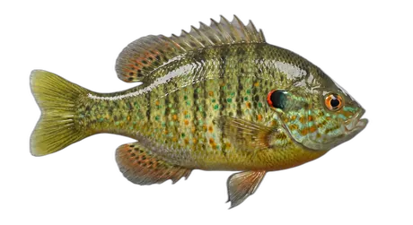 Pumpkinseed