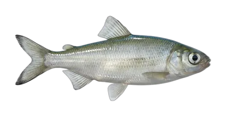 Pygmy Whitefish