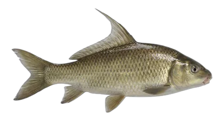 Quillback Carpsucker