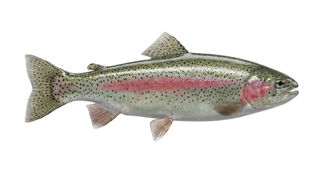 Rainbow Trout