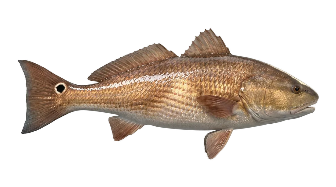 Red Drum