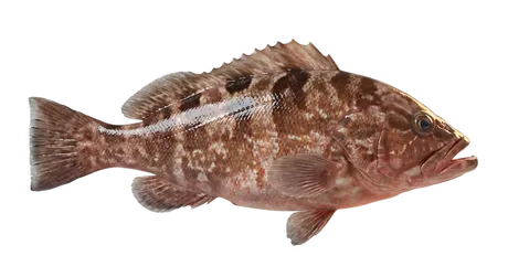 Red Grouper