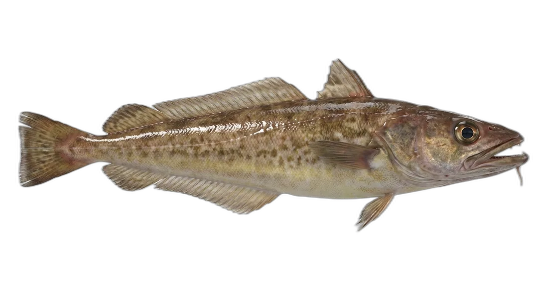 Red Hake