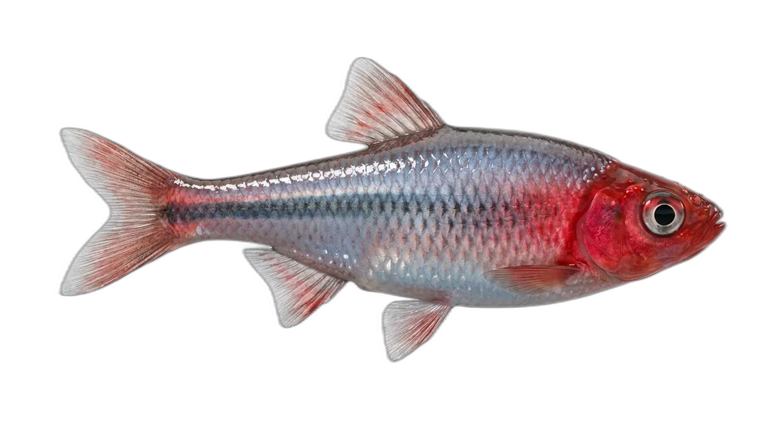 Red Shiner