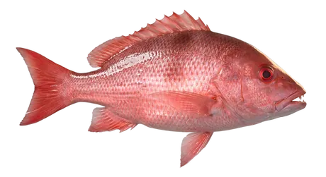 Red Snapper