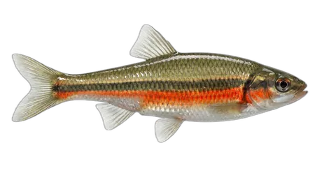 Redside Shiner