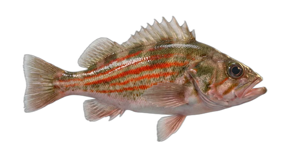 Redstripe Rockfish