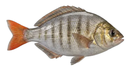 Redtail Surfperch