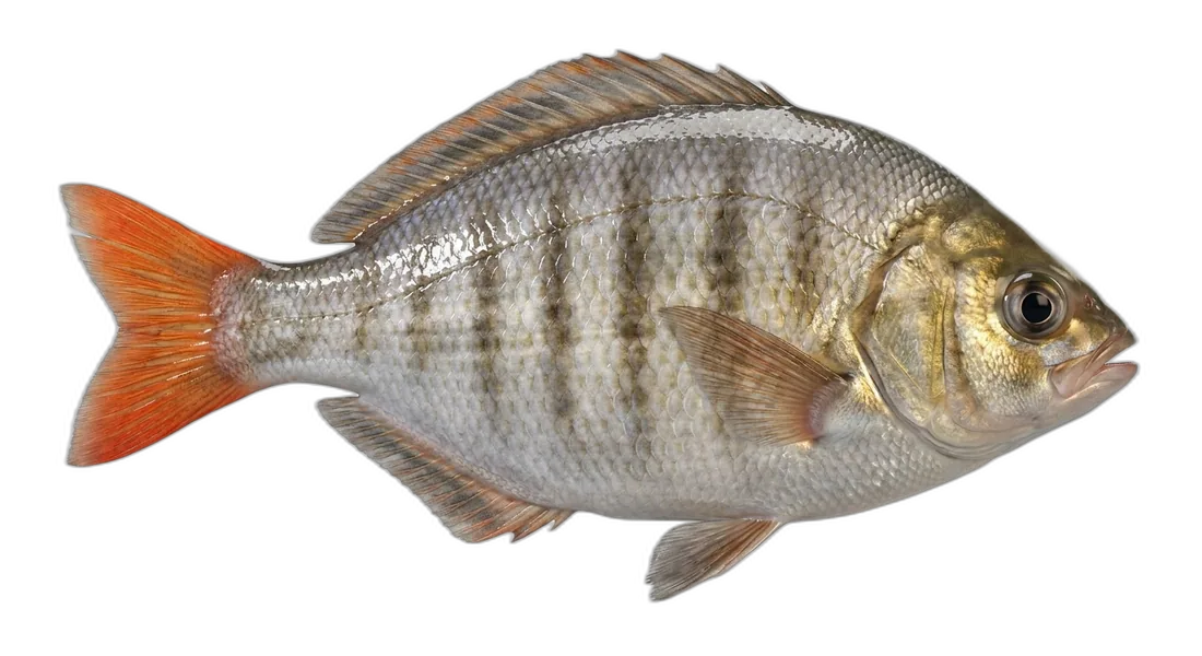 Redtail Surfperch
