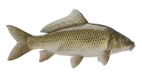 River Carpsucker