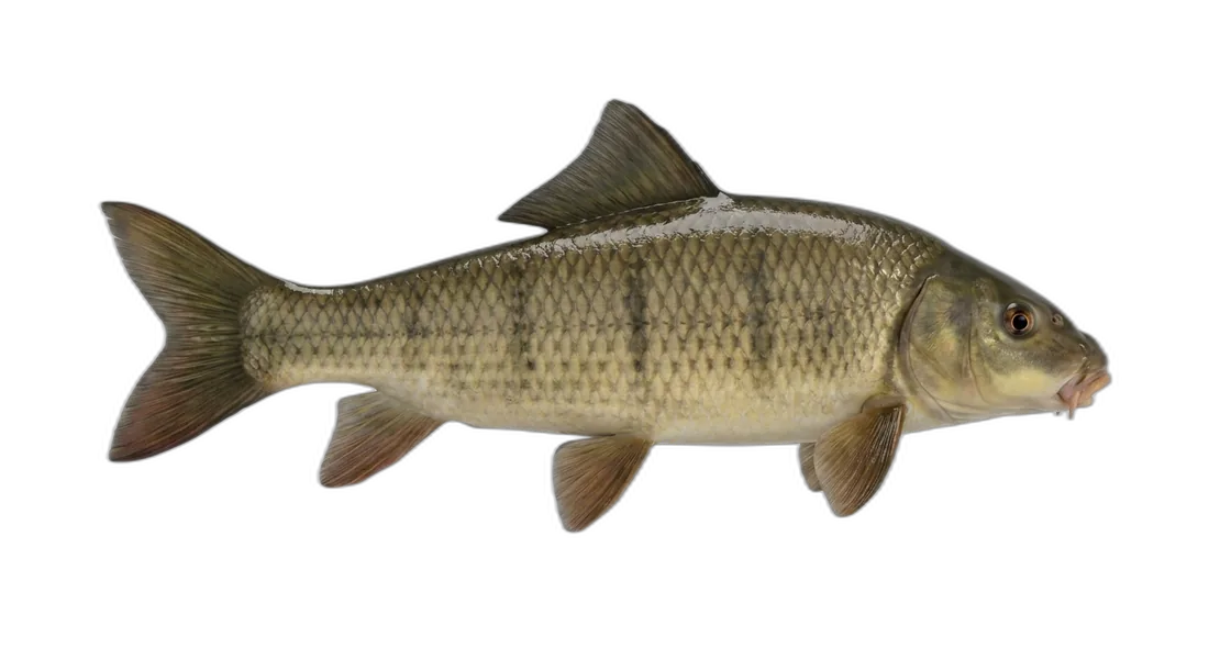 River Redhorse