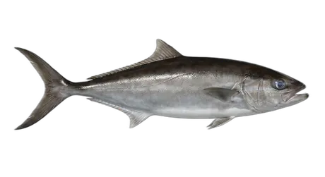 Roudi Escolar
