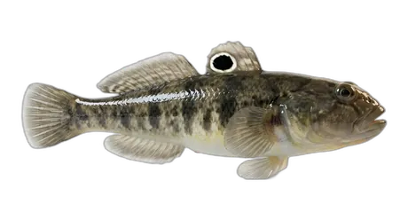 Round Goby