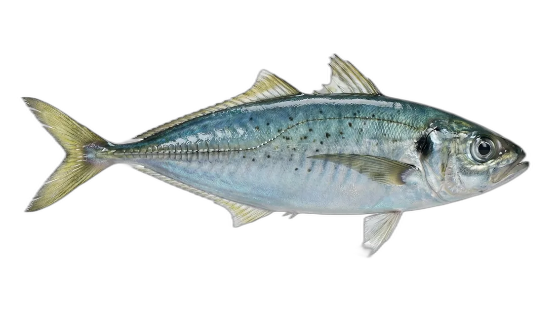 Round Scad