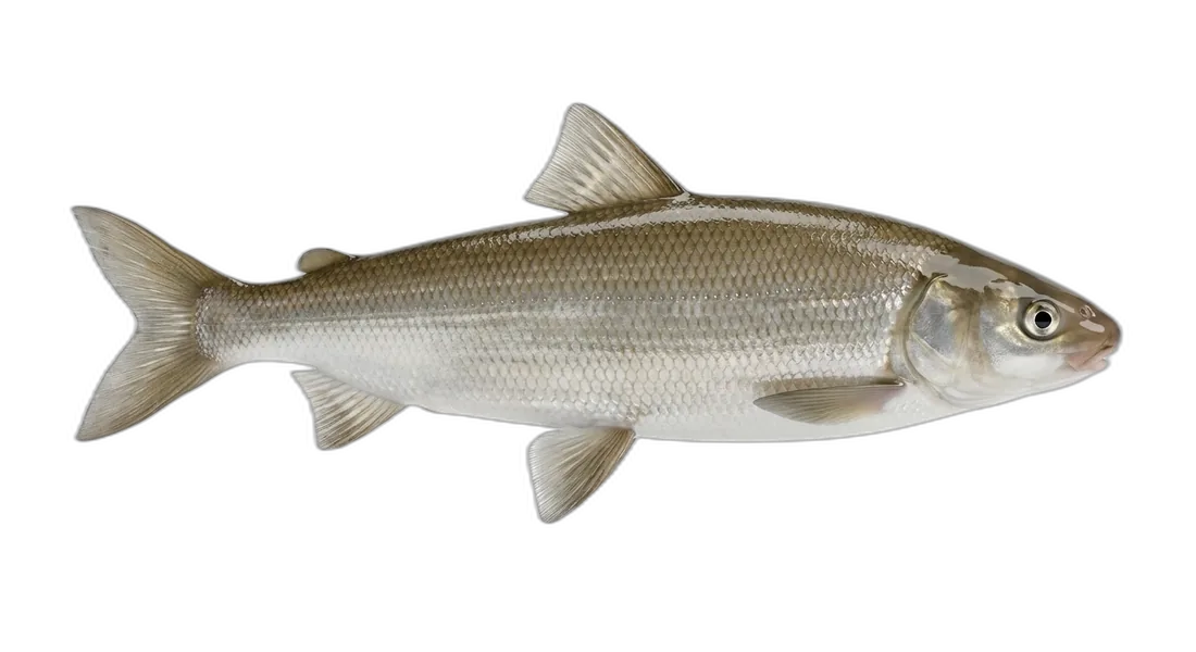 Round Whitefish