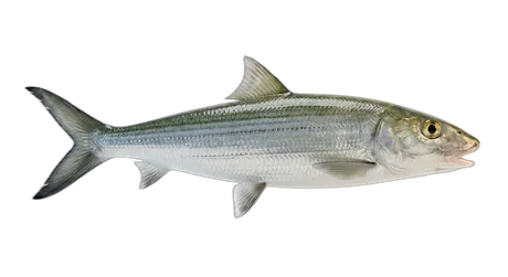 Roundjaw Bonefish