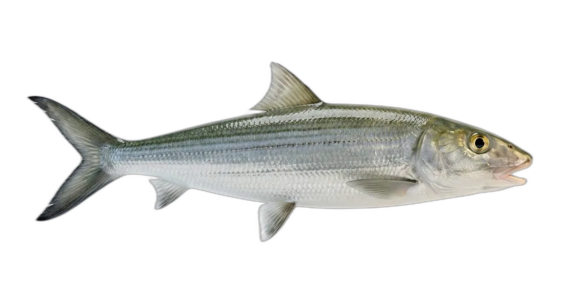 Roundjaw Bonefish
