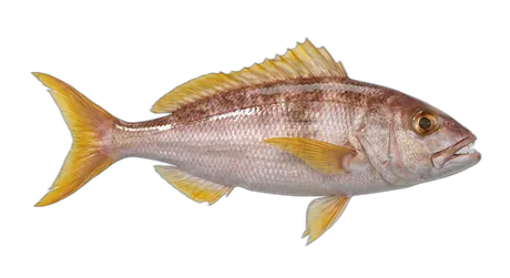 Rusty Jobfish
