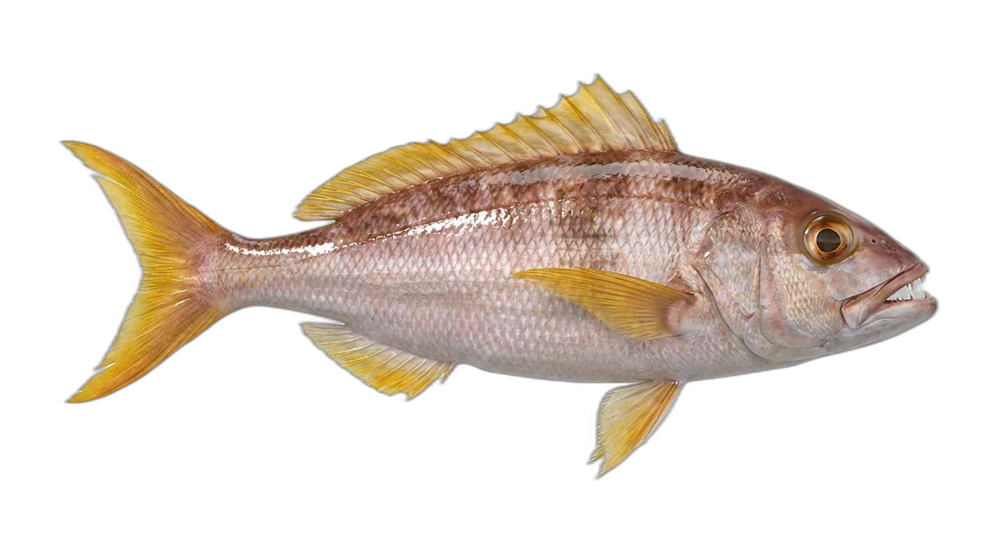 Rusty Jobfish