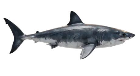 Salmon Shark