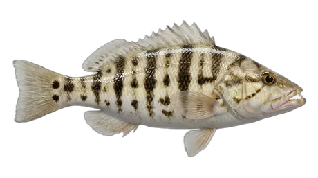 Sand Perch
