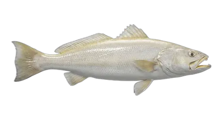 Sand Seatrout