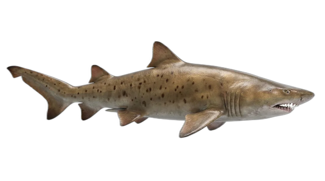 Sand Tiger Shark