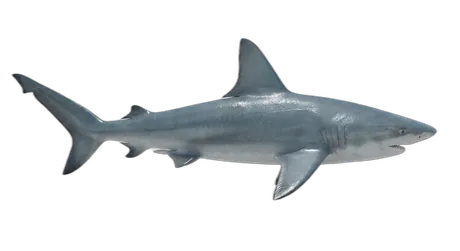 Sandbar Shark