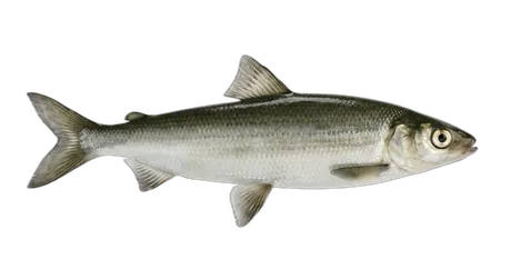 Sardine Cisco