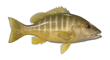 Schoolmaster Snapper