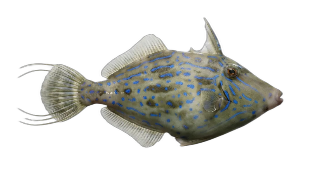Scrawled Filefish