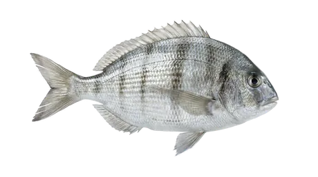 Scup
