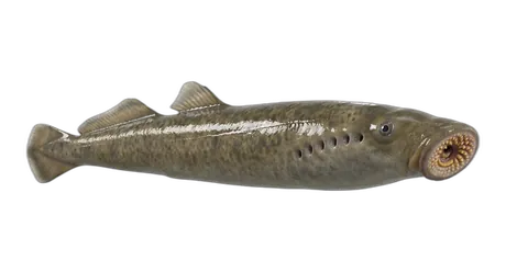 Sea Lamprey