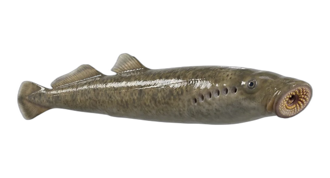 Sea Lamprey