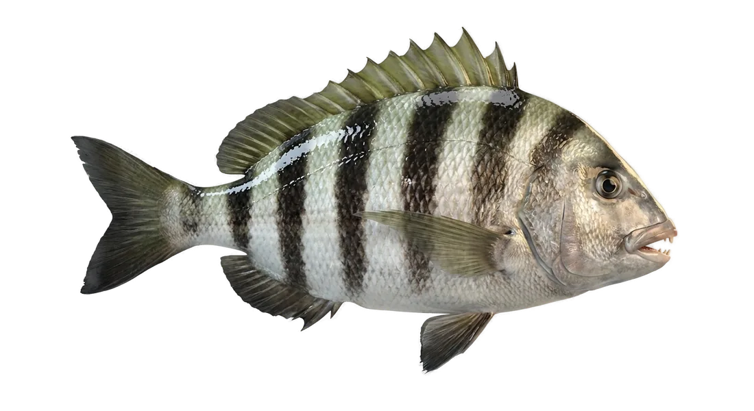 Sheepshead