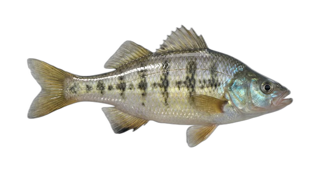 Shiner Perch