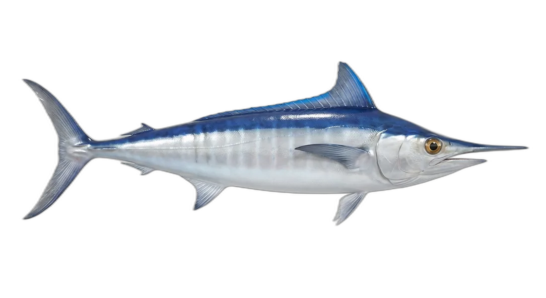 Shortbill Spearfish