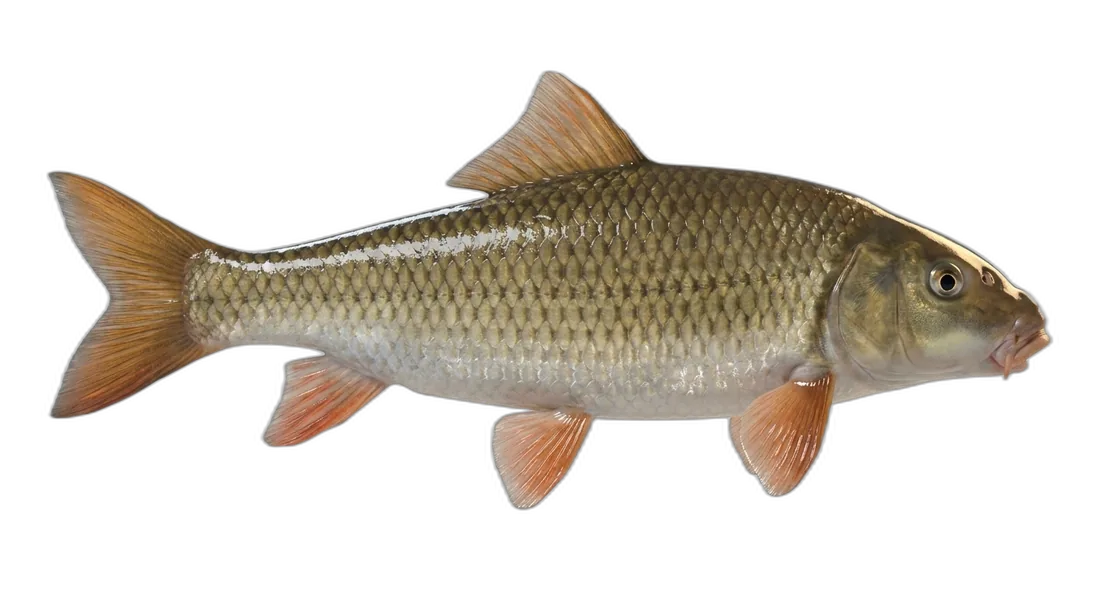 Shorthead Redhorse