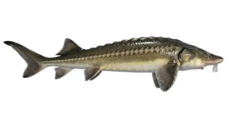 Shortnose Sturgeon