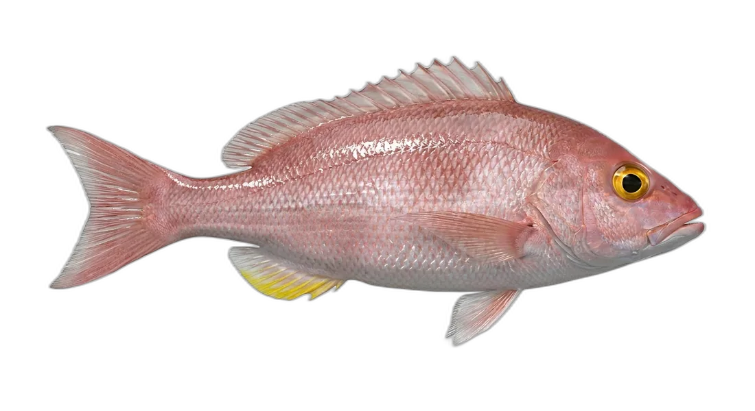 Silk Snapper