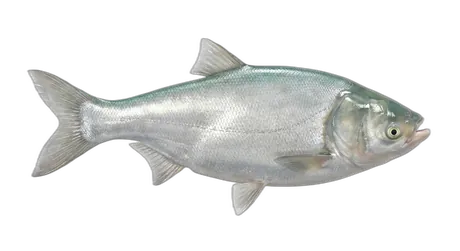 Silver Carp