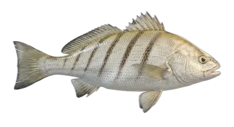 Silver Perch