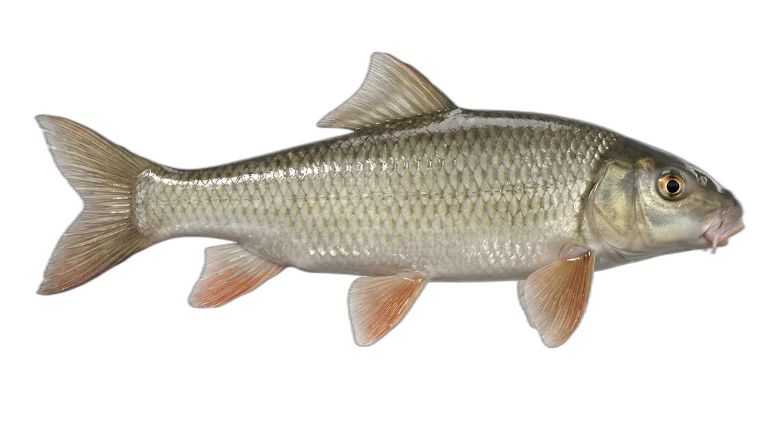 Silver Redhorse