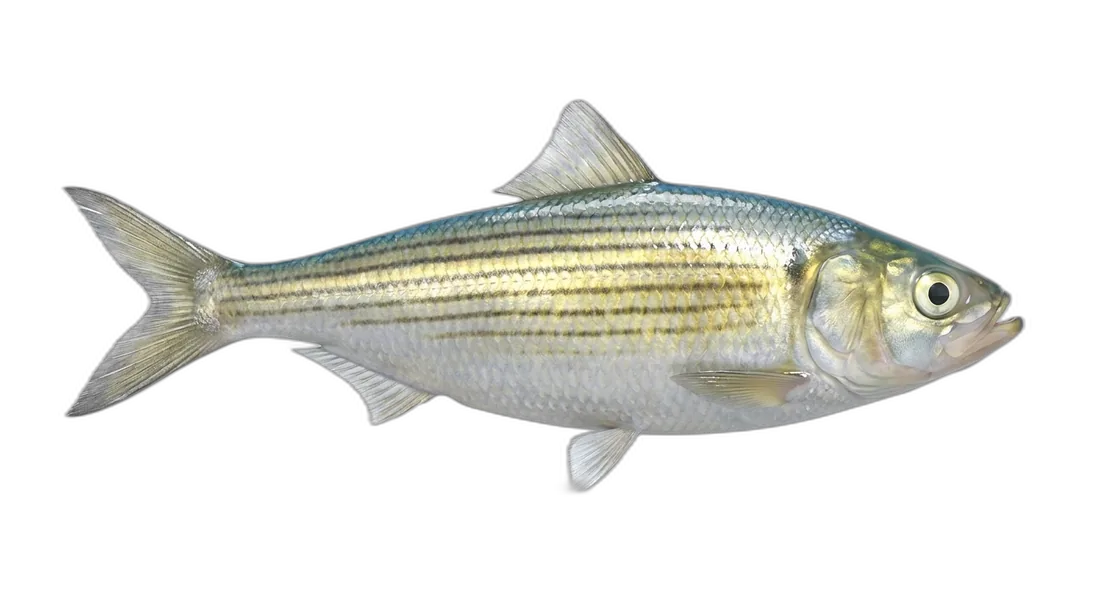 Skipjack Shad