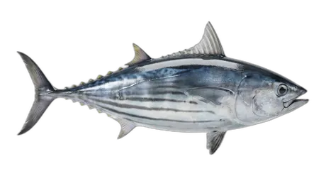 Skipjack Tuna