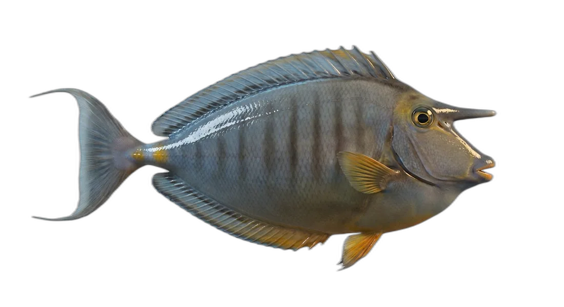 Sleek Unicornfish